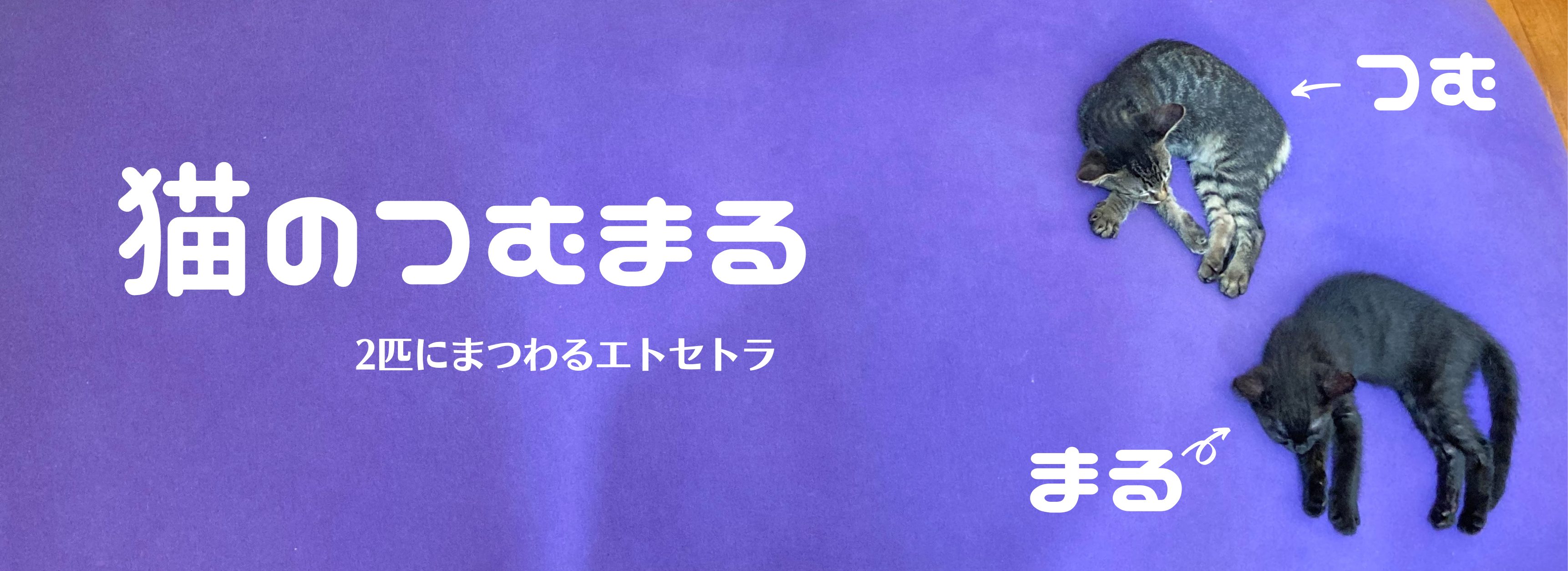 猫のつむまる