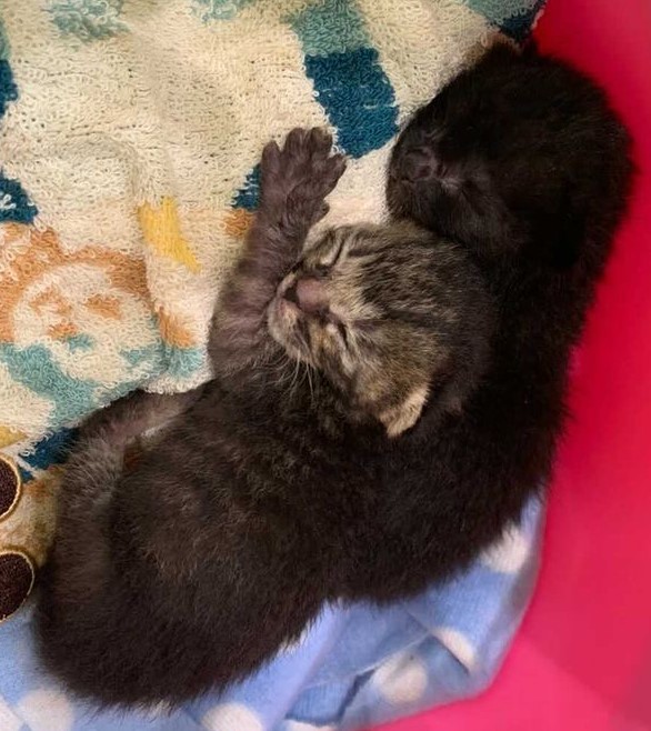 生まれたてのつむとまる