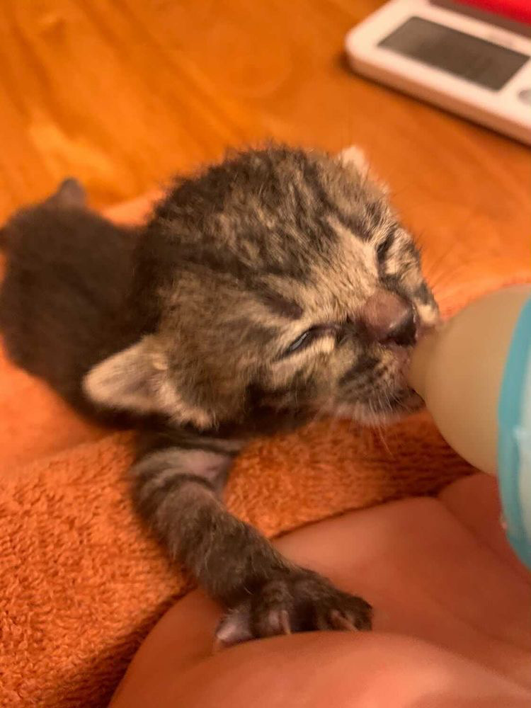 ミルクを飲むつむ