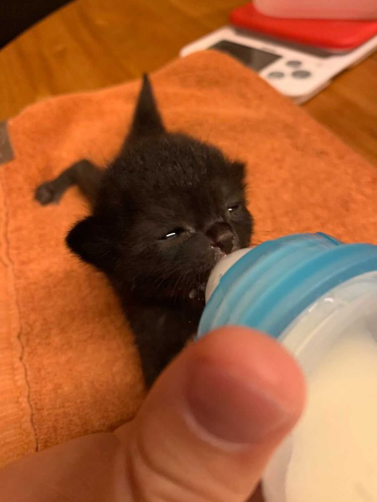 ミルクを飲むまる