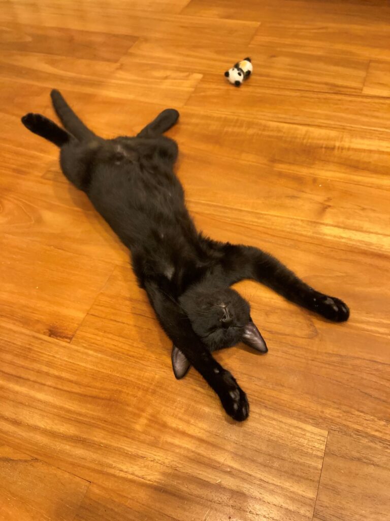 子供の黒猫が寝ている様子