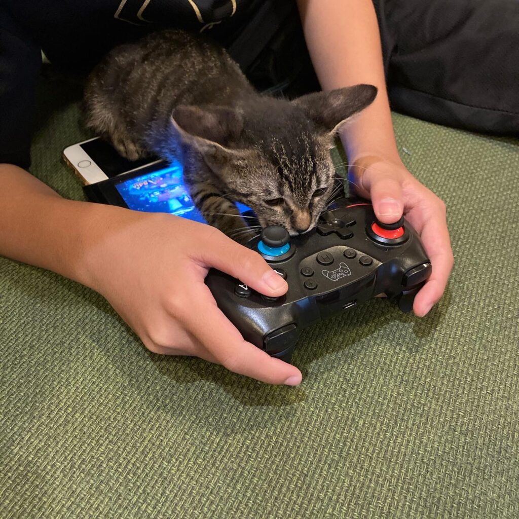 猫がゲームの邪魔をします
