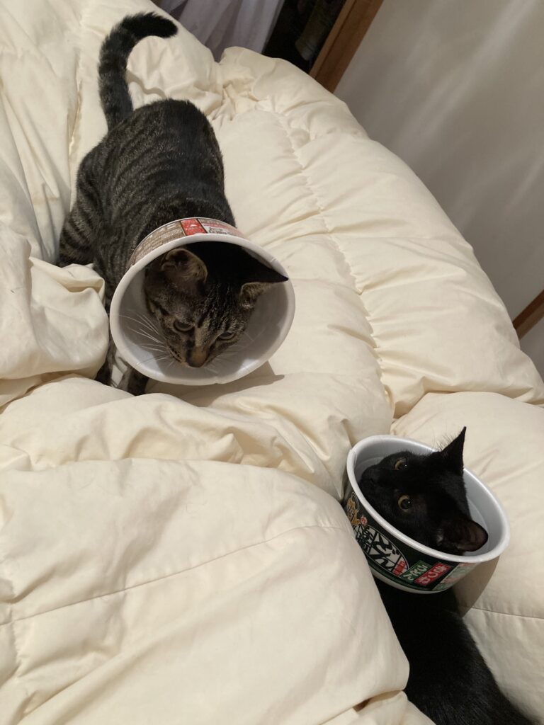 エリザベスカラー