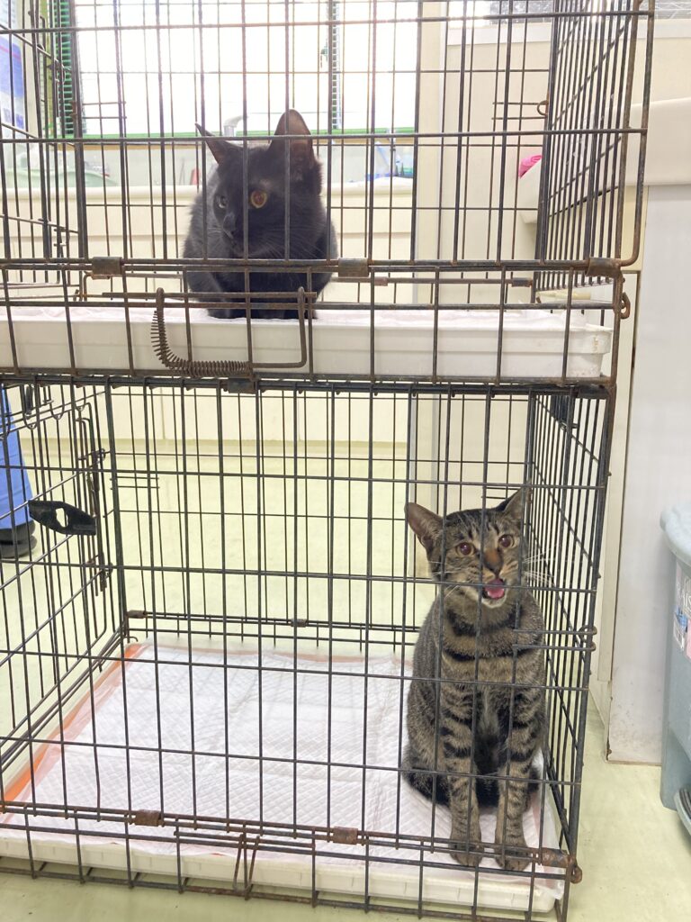 これから入院するふたり